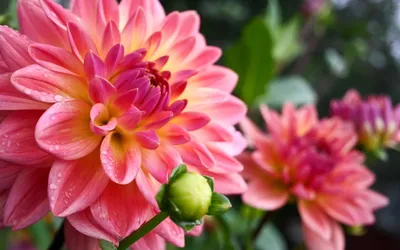20 растений с большими цветками – яркие акценты для вашего сада | Дизайн  участка (Огород.ru)