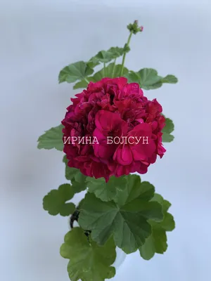 Бесплатное изображение: Гиацинт, розовый, крупным планом, цветы, Март,  время весны, природа, лист, цветок, завод