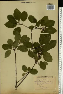 MW0435025, Frangula alnus (Крушина ломкая, Крушина ольховидная), specimen