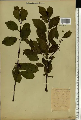 MW0434781, Frangula alnus (Крушина ломкая, Крушина ольховидная), specimen