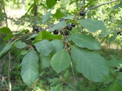 Крушина ольховидная (Rhamnus alnus)