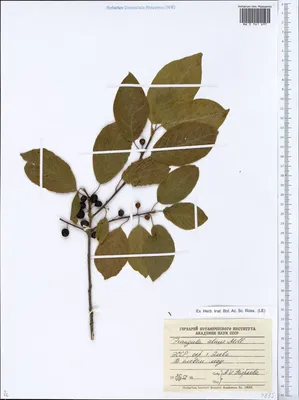 MW0561697, Frangula alnus (Крушина ломкая, Крушина ольховидная), specimen