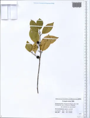 MW0561698, Frangula alnus (Крушина ломкая, Крушина ольховидная), specimen