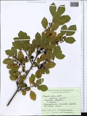 MW0561700, Frangula alnus (Крушина ломкая, Крушина ольховидная), specimen