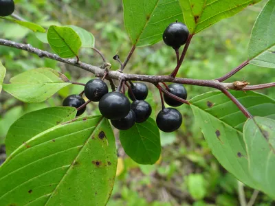 Фотокаталог растений: Крушина ломкая (Frangula alnus)