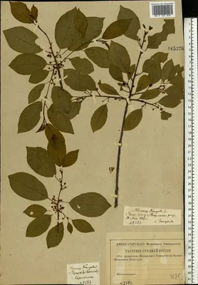 MW0434809-1, Frangula alnus (Крушина ломкая, Крушина ольховидная), specimen