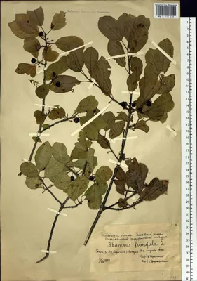 MW0111036, Frangula alnus (Крушина ломкая, Крушина ольховидная), specimen