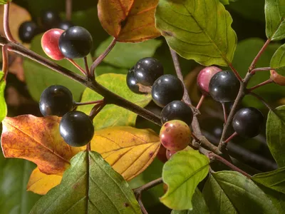 Крушина ломкая - Frangula alnus