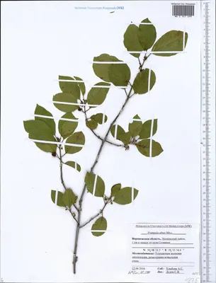 MW0561699, Frangula alnus (Крушина ломкая, Крушина ольховидная), specimen