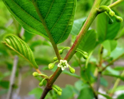 Крушина ольховидная (Rhamnus alnus)