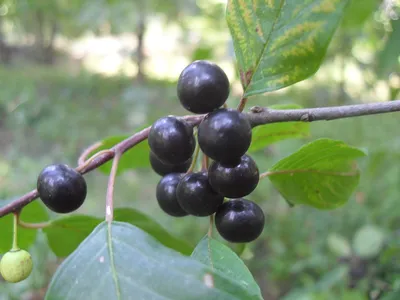 Крушина ольховидная (Rhamnus alnus)