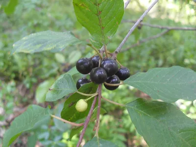 Крушина ольховидная (Rhamnus alnus)