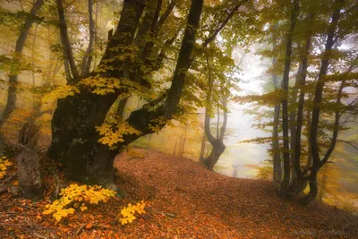 Осенний Крым в объективе профессиональных пейзажных фотографов | FotoRelax