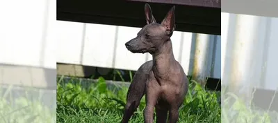 Мексиканская голая собака (ксолоитцкуинтли) мини купить в Калининграде |  Животные и зоотовары | Авито