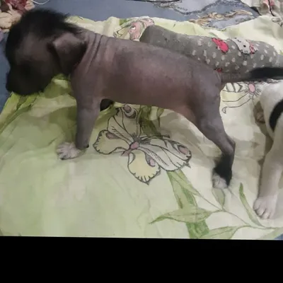 Ксолоитцкуинтли,мексиканская голая собака ,мини,5000грн: 5 000 грн. -  Собаки Свердлово на Olx
