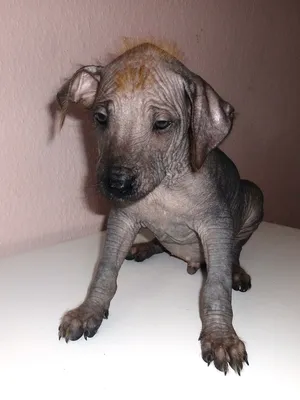 Продается щенок ксолоитцкуинтли (мексиканская голая собака) - дорого - Мир  животных