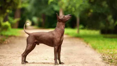 Порода мексиканская голая собака (ксолоитцкуинтли) и ее характеристики с  фото
