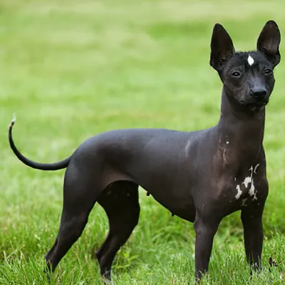 Ксолоитцкуинтли: описание и характеристика мексиканской голой собаки