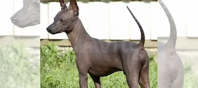 Мексиканская голая собака (ксолоитцкуинтли) мини купить в Калининграде |  Животные и зоотовары | Авито