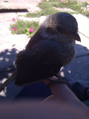 Вот такой птиц :) | Пикабу