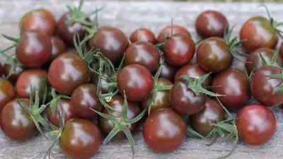 5 сортов томатов, которые мне понравилось выращивать (особенности этих  сортов) | Дачник | Дзен