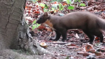 В Измайловском лесопарке лесная куница начала запасаться едой на зиму
