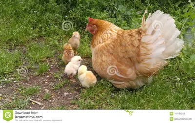 Курица с цыплятами в дворе стоковое изображение. изображение насчитывающей  ñ†ñ‹ð¿ð»ñ ñ‚ð° - 119151253