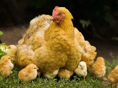 Скачать 1152x864 курица, цыплята, прогулка, детеныши, птицы обои, картинки  стандарт 4:3