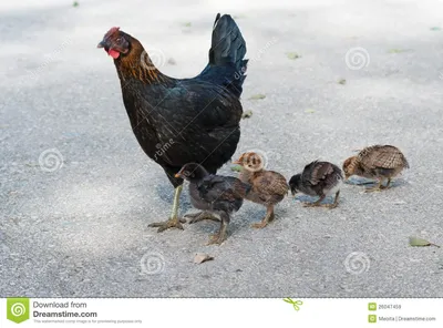 Курица с цыплятами стоковое изображение. изображение насчитывающей цыпленок  - 26047459