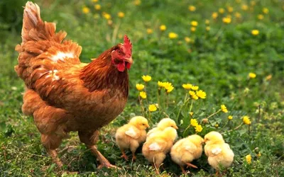 Картинка Цыплята с курицей » Куры » Птицы » Животные » Картинки 24 -  скачать картинки бесплатно