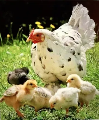 Наседка с цыплятами | Смотреть 47 фото бесплатно