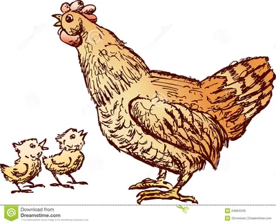 курица цыплят иллюстрация вектора. иллюстрации насчитывающей ðµñ‚ð¸ -  24904349