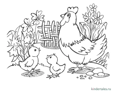 Курица с цыплятами» раскраска для детей - мальчиков и девочек | Скачать,  распечатать бесплатно в формате A4