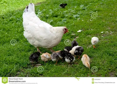 курица цыплят стоковое фото. изображение насчитывающей ребенок - 52622822