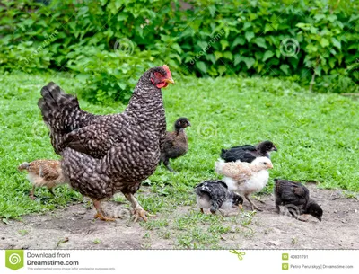 курица цыплят стоковое изображение. изображение насчитывающей лужок -  40831791