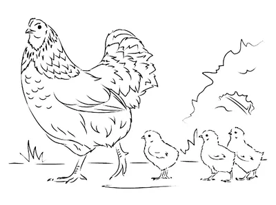 Курица с цыплятами - раскраска №5925 | Printonic.ru