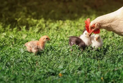 Курица и цыплята - ePuzzle фотоголоволомка