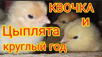Цыплята в курятнике без отопления/Куры уходят в наседки... 🐔🐤🐣🐥 -  YouTube