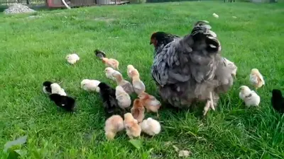 Курица и маленькие цыплята - YouTube