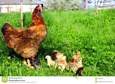 Курица с цыплятами стоковое фото. изображение насчитывающей трава - 29389814
