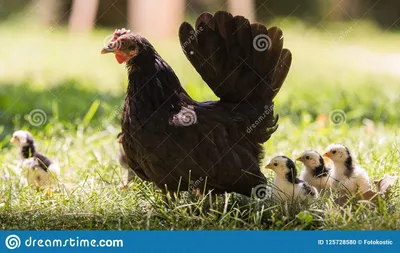 Курица с цыплятами младенца Стоковое Фото - изображение насчитывающей  ангстрома, ферма: 125728580