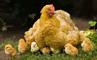Курочка с цыплятами - 33 фото: смотреть онлайн