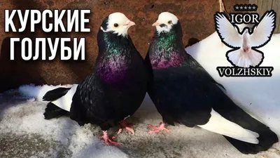 Курские голуби Трубицына Александра. Март 2021 - YouTube