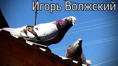 Курские голуби Александра Трубицына - YouTube