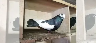 Курские голуби купить в Узловой | Животные и зоотовары | Авито
