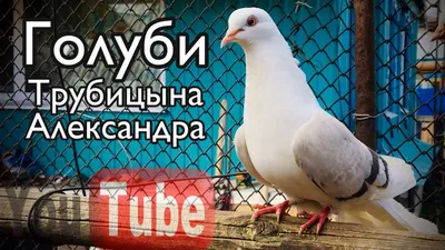 Курские голуби и Николаевские бокатые Трубицына Александра - YouTube