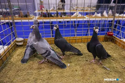 Красноярск | Необычных голубей размером с курицу привезли в Красноярск -  БезФормата
