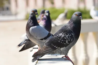 Нижегородцам угрожают голуби-зомби 30 октября 2022 года | Нижегородская  правда