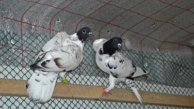 Я и мои голуби. Краснояружец Александр Кузовенко более 15 лет разводит птиц