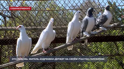 Любовь и голуби в Андреевке – удивительное увлечение сельского жителя -  Лента новостей Крыма